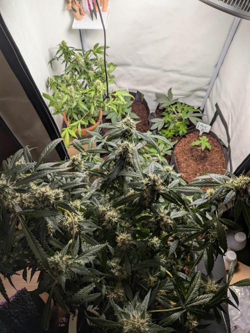 Sticky broccoli  🥦 Eternity Cup 2026. Week 13