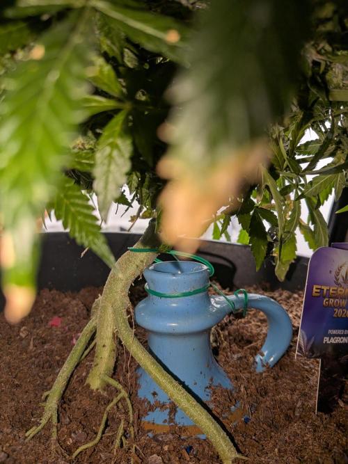 Sticky broccoli  🥦 Eternity Cup 2026. Week 13