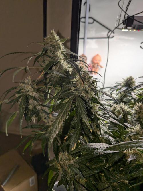 Sticky broccoli  🥦 Eternity Cup 2026. Week 13