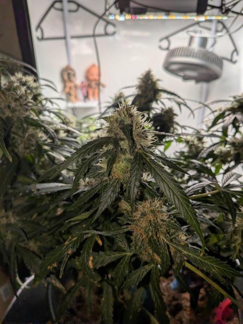Sticky broccoli  🥦 Eternity Cup 2026. Week 13