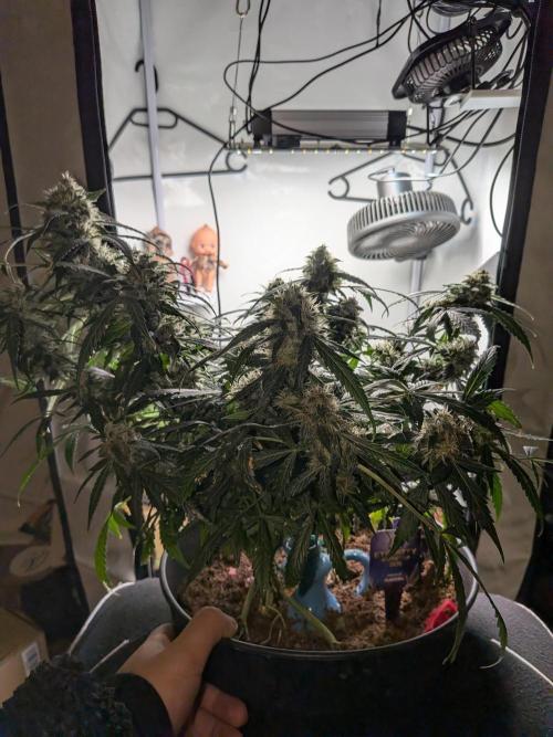 Sticky broccoli  🥦 Eternity Cup 2026. Week 13