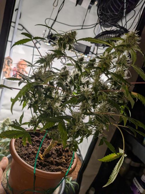 🥦Honey, I Shrunk the Broccoli! Micro. Week 10