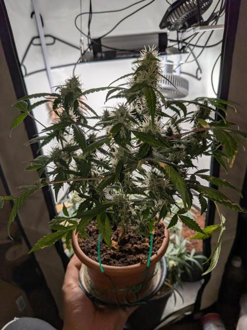 🥦Honey, I Shrunk the Broccoli! Micro. Week 10