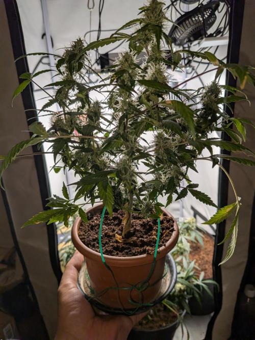 🥦Honey, I Shrunk the Broccoli! Micro. Week 10