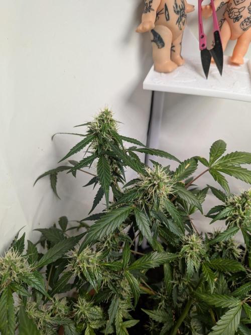 🥦Honey, I Shrunk the Broccoli! Micro. Week 10