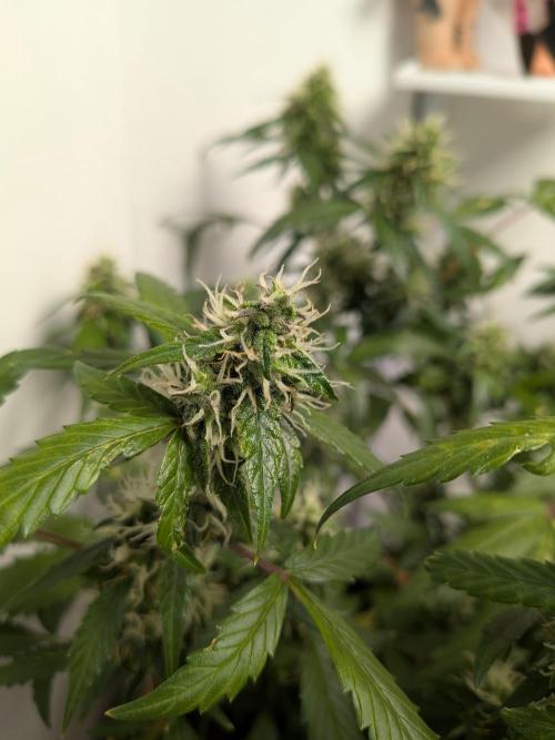 🥦Honey, I Shrunk the Broccoli! Micro. Week 10