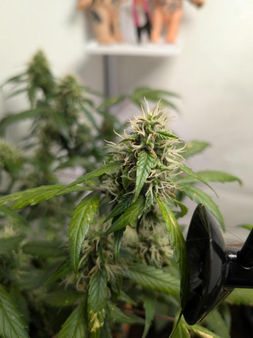 🥦Honey, I Shrunk the Broccoli! Micro. Week 10