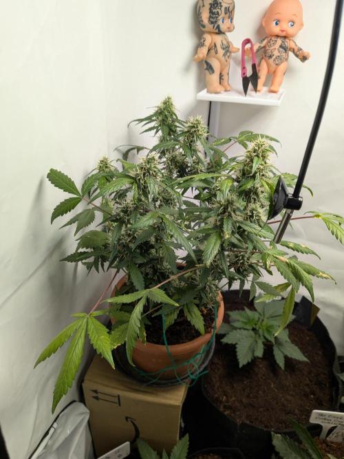 🥦Honey, I Shrunk the Broccoli! Micro. Week 10