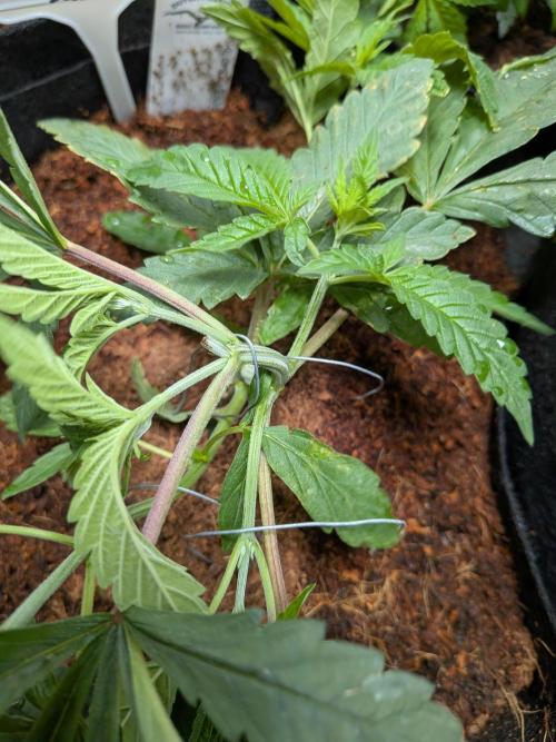 Devil Cookies One | USA Genetics 2026. Week 5