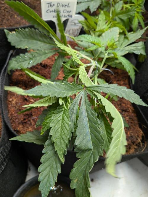 Devil Cookies One | USA Genetics 2026. Week 5
