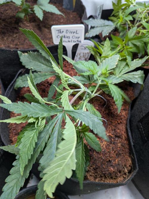Devil Cookies One | USA Genetics 2026. Week 5