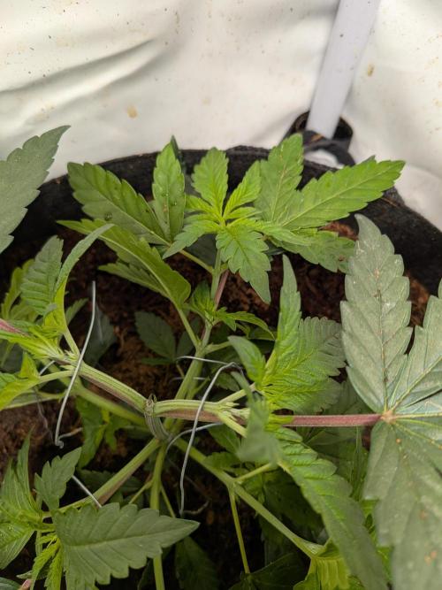 Mellow Jelly | Exclusive Zamnesia. Week 5