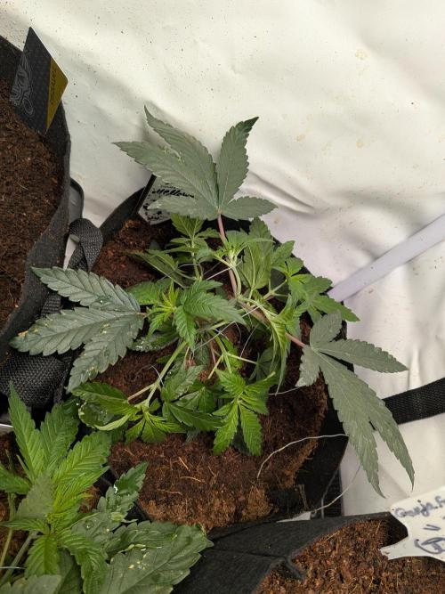 Mellow Jelly | Exclusive Zamnesia. Week 5