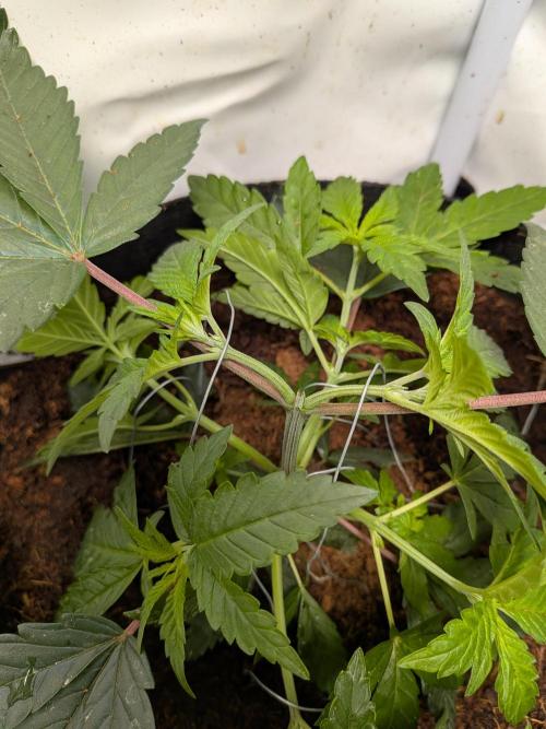 Mellow Jelly | Exclusive Zamnesia. Week 5