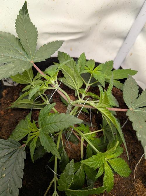 Mellow Jelly | Exclusive Zamnesia. Week 5