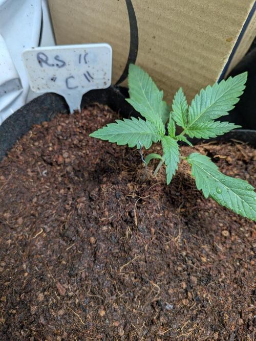 RS11(C) | GanjaFarmer. Week 2