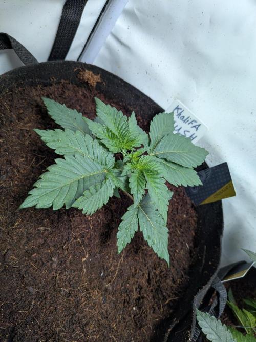 Khalifa Kush | outdoor 2026. Week 3
