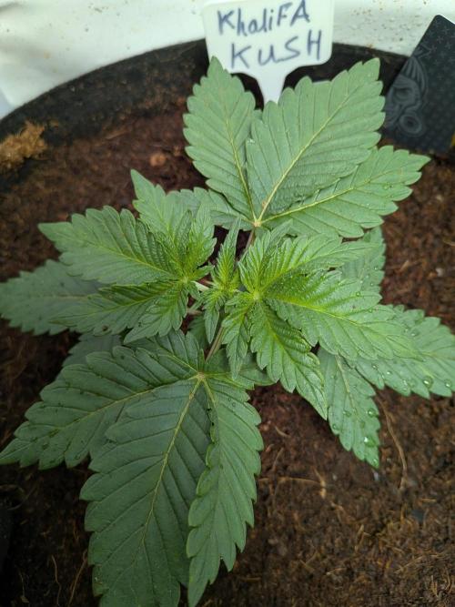 Khalifa Kush | outdoor 2026. Week 3