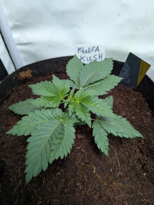 Khalifa Kush | outdoor 2026. Week 3
