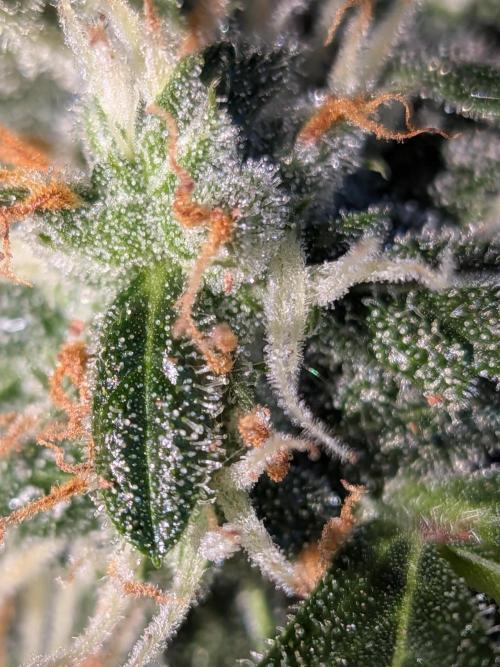 Sticky broccoli  🥦 Eternity Cup 2026. Week 13
