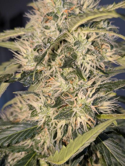 Sticky broccoli  🥦 Eternity Cup 2026. Week 13
