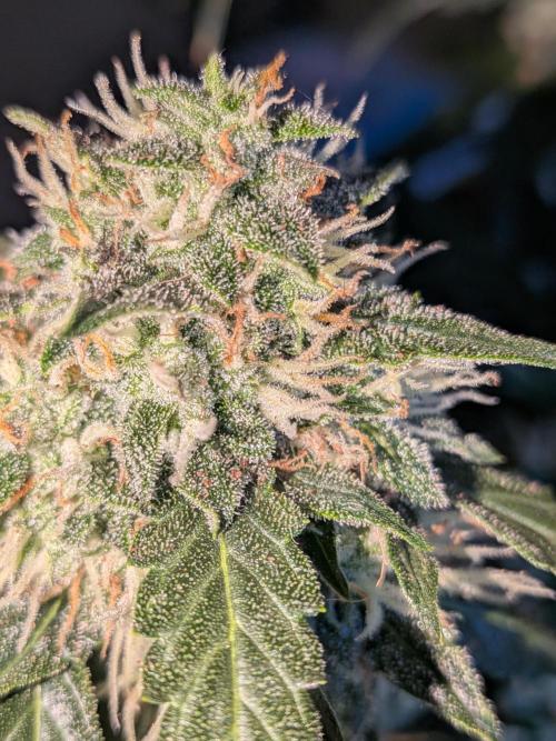 Sticky broccoli  🥦 Eternity Cup 2026. Week 13