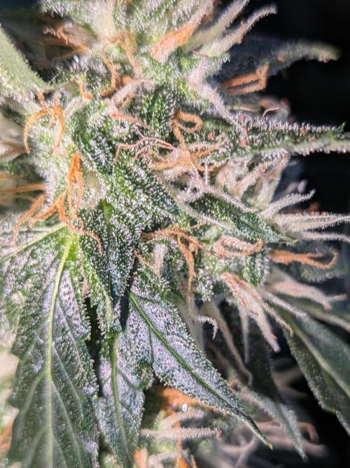 Sticky broccoli  🥦 Eternity Cup 2026. Week 13