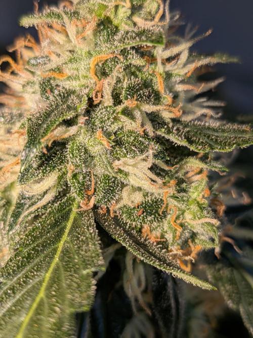 Sticky broccoli  🥦 Eternity Cup 2026. Week 13
