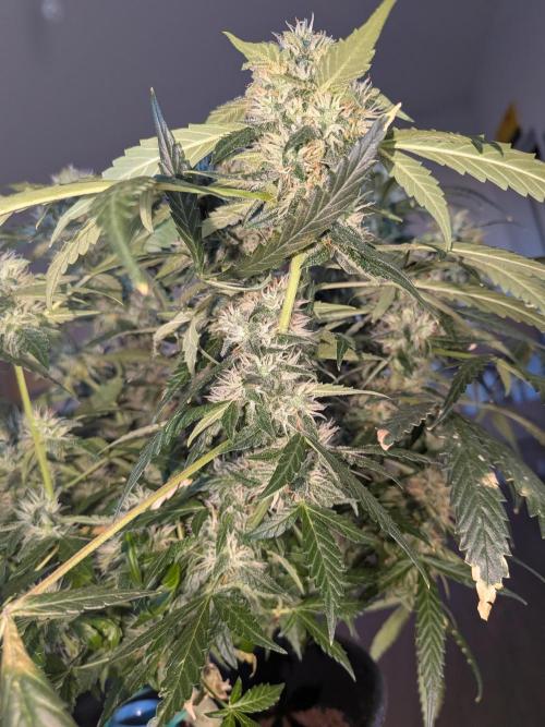 Sticky broccoli  🥦 Eternity Cup 2026. Week 13