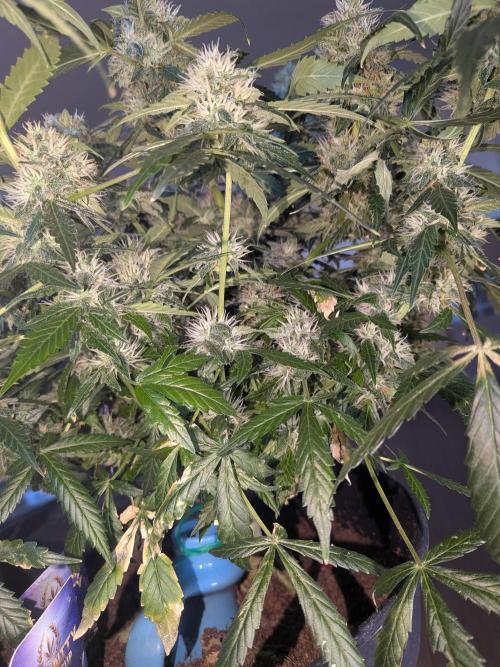 Sticky broccoli  🥦 Eternity Cup 2026. Week 13