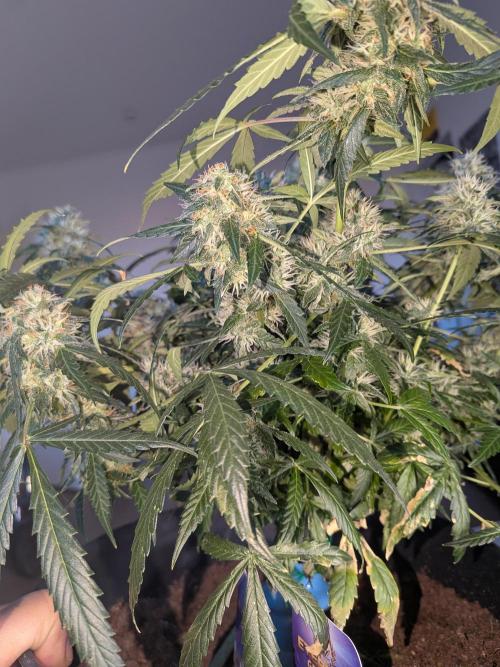 Sticky broccoli  🥦 Eternity Cup 2026. Week 13