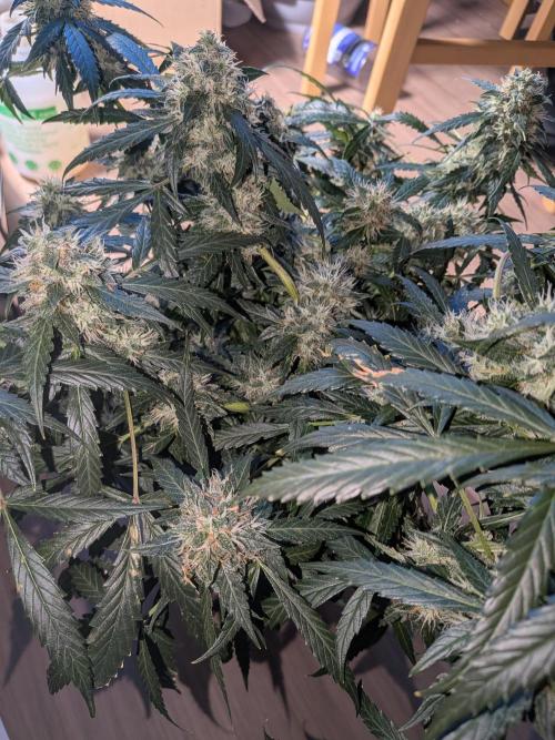 Sticky broccoli  🥦 Eternity Cup 2026. Week 13