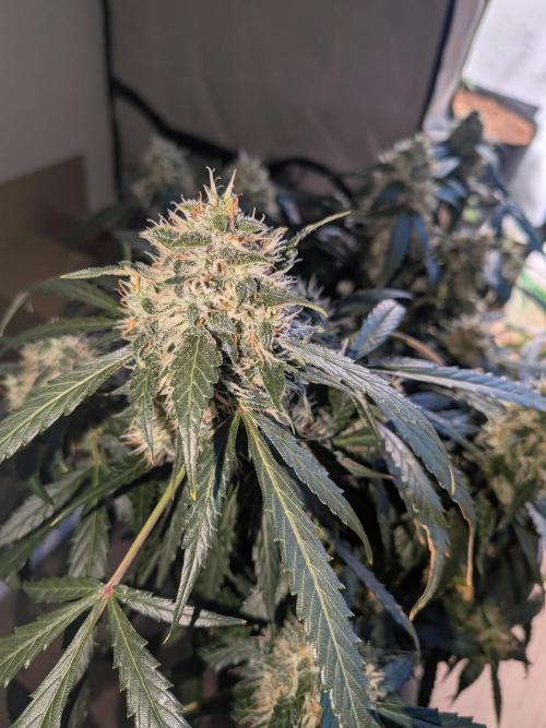 Sticky broccoli  🥦 Eternity Cup 2026. Week 13