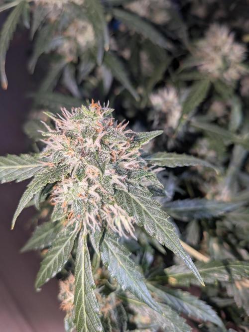 Sticky broccoli  🥦 Eternity Cup 2026. Week 13