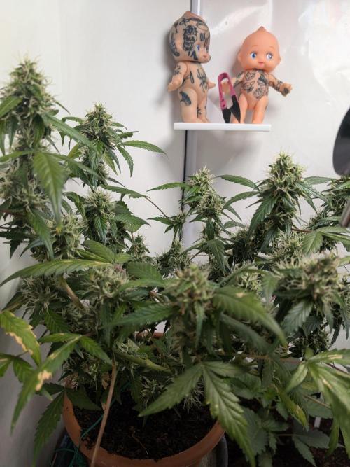 🥦Honey, I Shrunk the Broccoli! Micro. Week 10