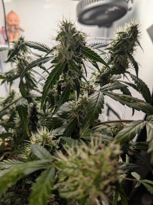 🥦Honey, I Shrunk the Broccoli! Micro. Week 10