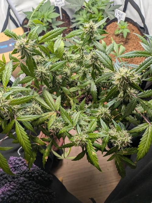 🥦Honey, I Shrunk the Broccoli! Micro. Week 10