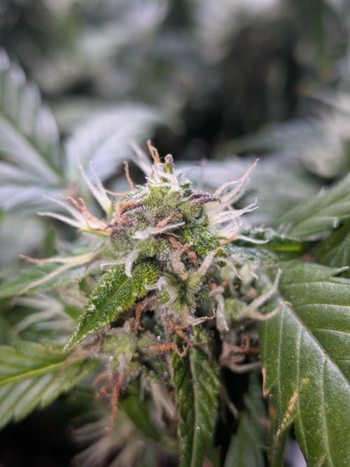 🥦Honey, I Shrunk the Broccoli! Micro. Week 10