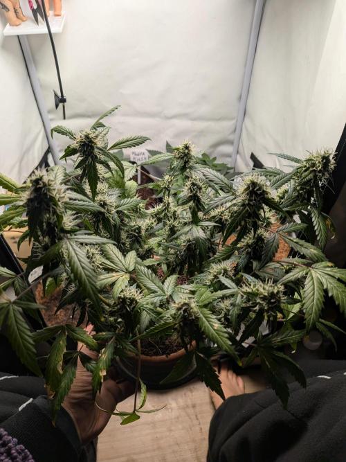 🥦Honey, I Shrunk the Broccoli! Micro. Week 10