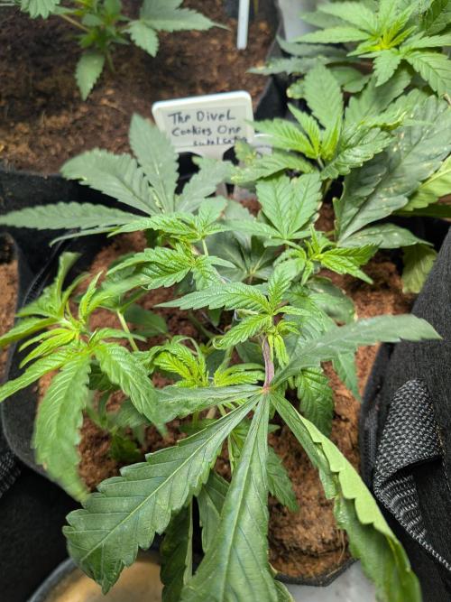 Devil Cookies One | USA Genetics 2026. Week 5