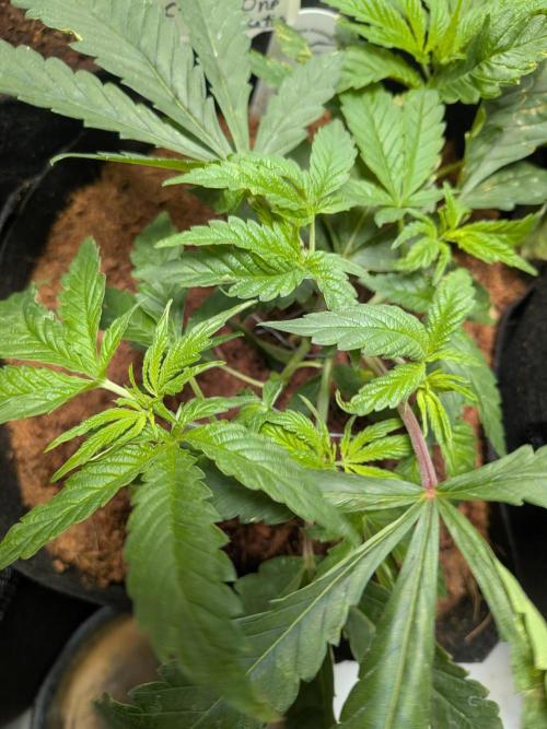 Devil Cookies One | USA Genetics 2026. Week 5