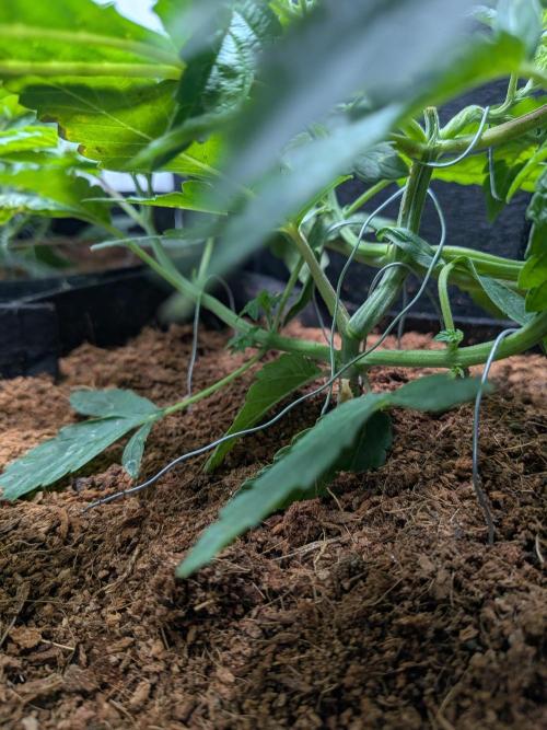 Devil Cookies One | USA Genetics 2026. Week 5
