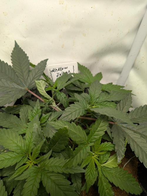 Mellow Jelly | Exclusive Zamnesia. Week 5