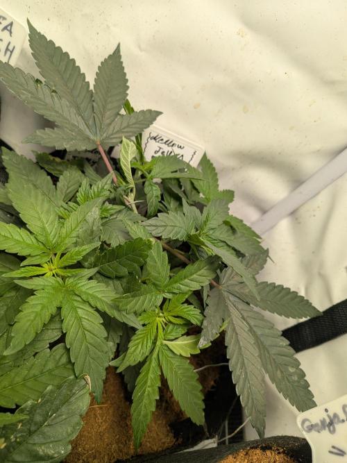 Mellow Jelly | Exclusive Zamnesia. Week 5