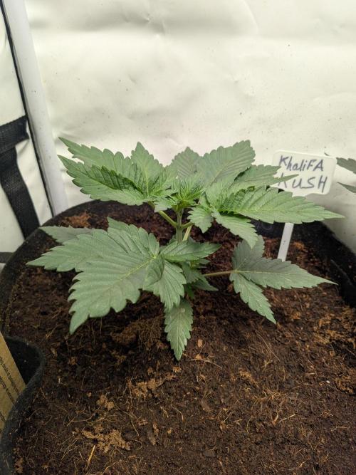 Khalifa Kush | outdoor 2026. Week 3