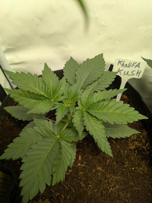 Khalifa Kush | outdoor 2026. Week 3
