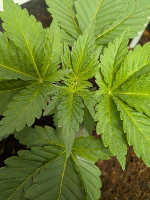 Khalifa Kush | outdoor 2026. Week 3