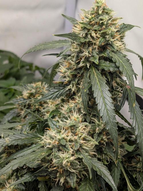 Sticky broccoli  🥦 Eternity Cup 2026. Week 13