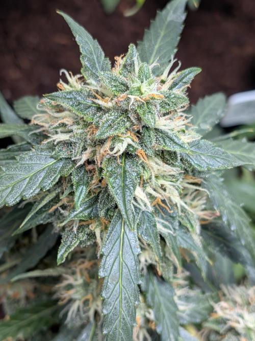 Sticky broccoli  🥦 Eternity Cup 2026. Week 13