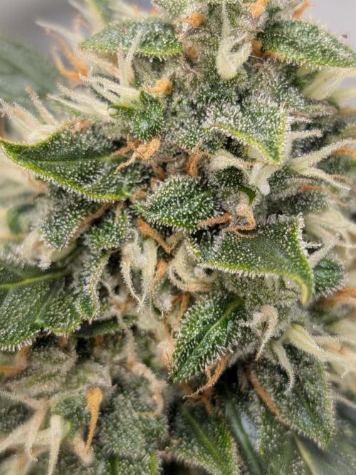 Sticky broccoli  🥦 Eternity Cup 2026. Week 13